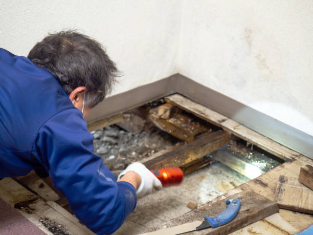 Reliable Mineral Ridge, OH Mold Remediation Solutions