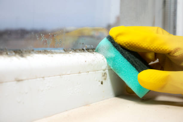Best Black Mold Remediation in Mineral Ridge, OH