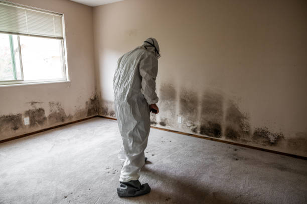 Best Commercial Mold Remediation in Mineral Ridge, OH