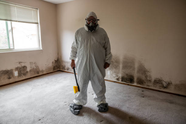 Best Post-Flood Mold Remediation in Mineral Ridge, OH